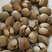 Kerang Dara /500Gram