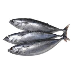 Ikan Tongkol /Kg