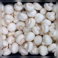 Jamur Kancing /250Gram