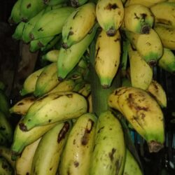 Pisang Muli /Kg