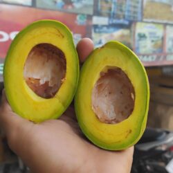 Alpukat Mentega Muria /Kg