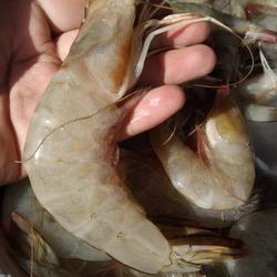 Udang Jumbo /500Gram