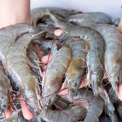 Udang Besar /500Gram