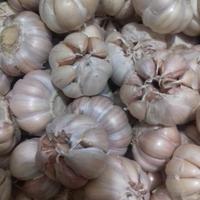 Bawang Putih /100Gram