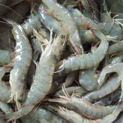 Udang Sedang /500Gram