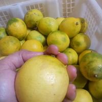 Lemon Lokal /250Gram