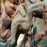 Ayam Kampung Uk. Besar /Ekor