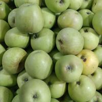 Apel Malang /Kg