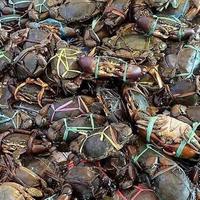 Kepiting /500Gram
