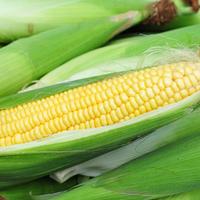 Jagung Manis /500Gram