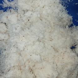 Kelapa Parut /250Gram