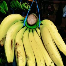 Pisang Ambon /Sisir