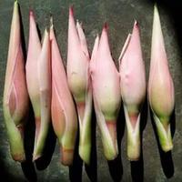 Bunga Kecombrang/Honje /Batang