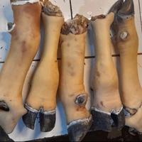 Kaki Sapi /Kg