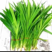 Daun Pandan /Ikat