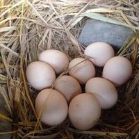 Telur Ayam Kampung /Butir