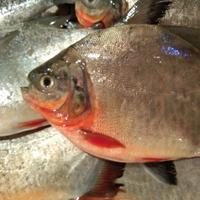 Bawal Tawar /500Gram