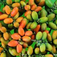 Buah Melinjo /250Gram