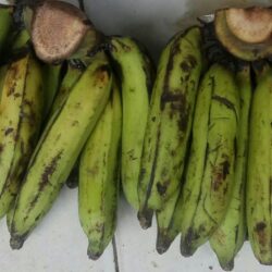 Pisang Nangka /Sisir