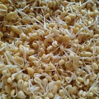 Toge Pendek /250Gram