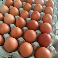 Telur Ayam Negeri /250Gram