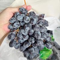 Anggur Black Autumn /Kg