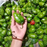 Cabe Gendot /100Gram