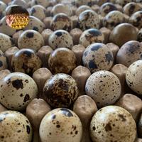 Telur Puyuh /250Gram