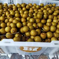 Lengkeng Bangkok /Kg